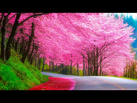 Видео: ВОССТАНОВЛЕНИЕ НЕРВНОЙ СИСТЕМЫ 🌿 Нежная музыка, успокаивает нервную систему и радует душу #65