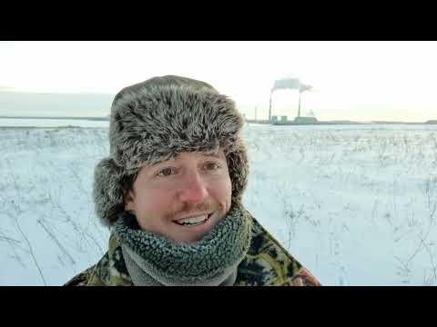 Видео: Свиристель. Мороз -28°С. Дневник натуралиста. 4 января 2024 г.