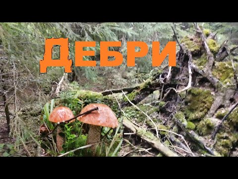 Видео: Грибы в лесных дебрях