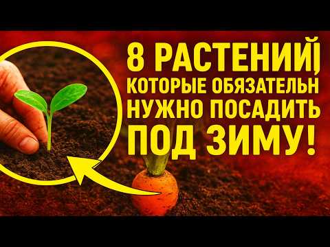 Видео: 8 растений, которые ОБЯЗАТЕЛЬНО нужно посадить под зиму. Урожай на месяц раньше всех! 🌿