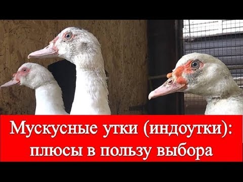 Видео: Мускусные утки (Индоутки): плюсы в пользу выбора