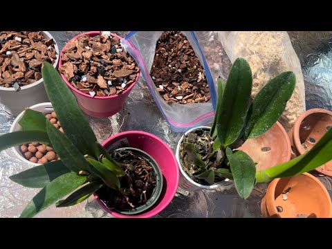 Видео: Новые орхидеи в коллекцию. Rlc Ports Of Paradise 'Green' Cattleytonia «Why Not» скучная пересадка 😁