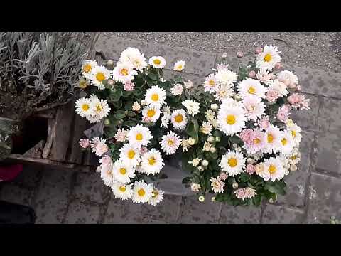 Видео: Квітковий базар в Кривому Розі
