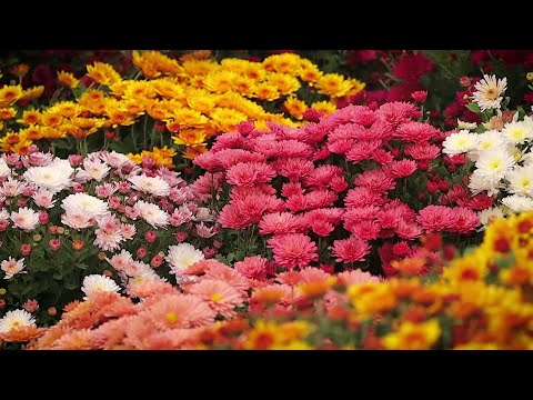 Видео: Хризантема Корейская Черенки на 2026 г Омск Часть 2 