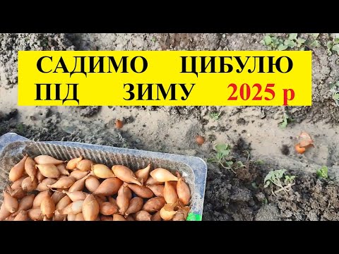 Видео: ВИСАДЖУЄМО  ЦИБУЛЮ  ПІД  ЗИМУ.  ДІЛИМОСЬ  ДОСВІДОМ
