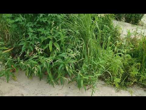 Видео: Решили заехать на пруд на котором небыли 2 года ,Вот что осталось от погроминского пруда .