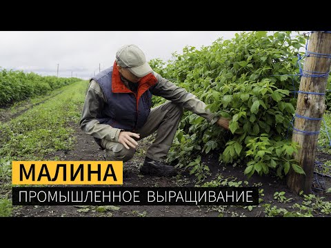 Видео: Промышленное выращивание малины, ответы на вопросы