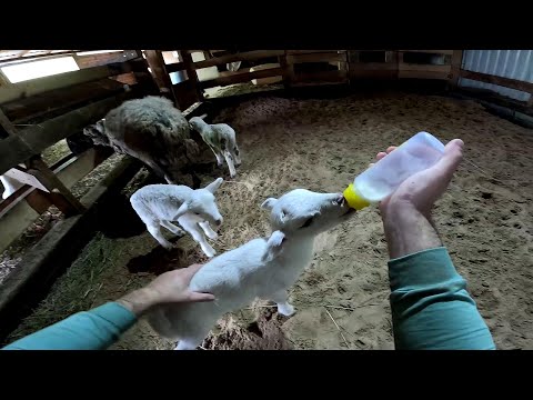 Видео: Бобёр сделал себе пруд ! Дороги не будет ! ХУТОР В ЛЕСУ №812