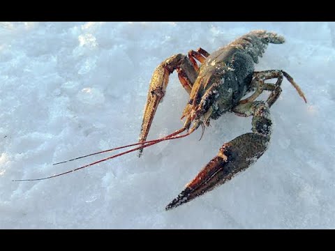 Видео: Как правильно замораживать раков!