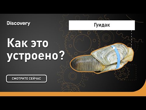 Видео: Гуидак | Как это устроено? | Discovery