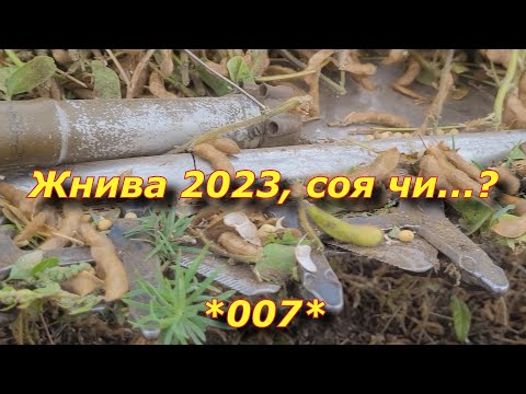 Видео: Соя  жнива 2023