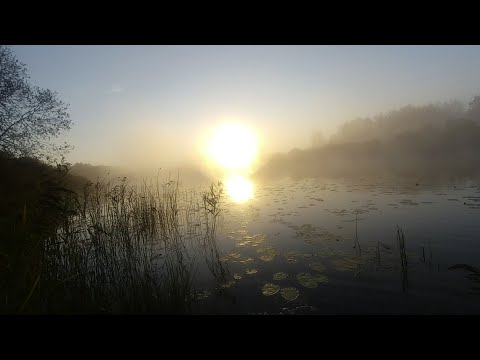 Видео: Охота после которой есть страх ходить на болото.