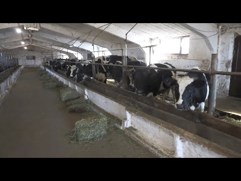Видео: Фермерское хозяйство на Ближнем Хуторе. Хватит ли молока?