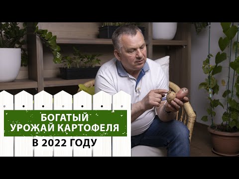 Видео: Как ПРАВИЛЬНО подготовить картофель к посадке