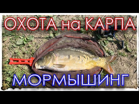 Видео: Охота на Карпа. Мормышинг.