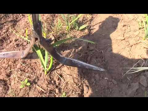 Видео: Приспособление для прополки чеснока к мотоблоку