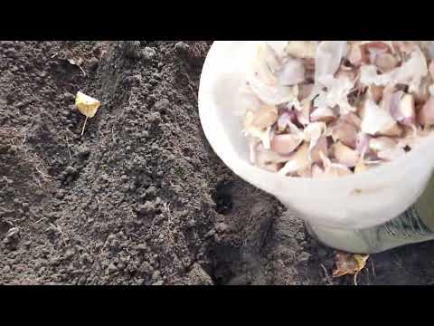 Видео: Нарешті посадили часник🧄🧄🧄#