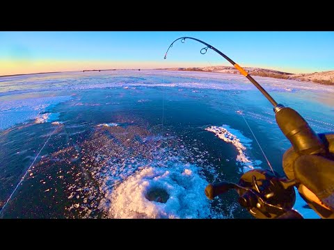 Видео: ДА ДАВАЙ ВЫЛЕЗАЙ,СУДАК ЛУПИТ ПО 3 ШТУКИ С ЛУНКИ! ловля судака на вибы и блесна