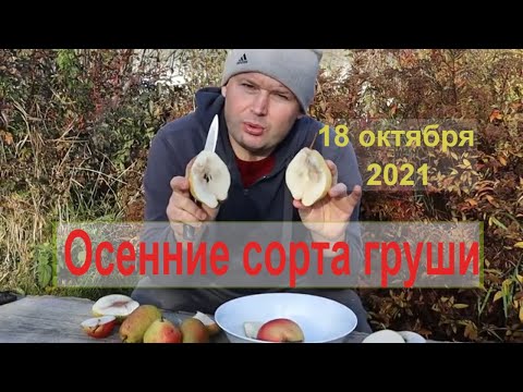 Видео: Обзор осенних сортов груши. Лесная красавица, Талгарская красавица, Мраморная, Татьяна, Ника.