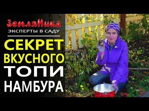 Видео: Топинамбур. Как вырастить, как хранить топинамбур, как собирать топинамбур. Польза топинамбура.