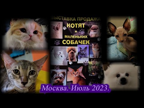 Видео: Москва. Парк Сокольники. Июль 2023. Выставка продажа котят и маленьких собачек.