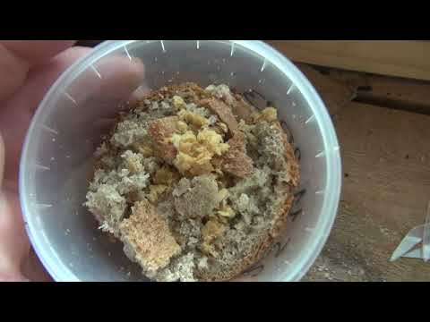 Видео: Зимовка Черной Львинки.