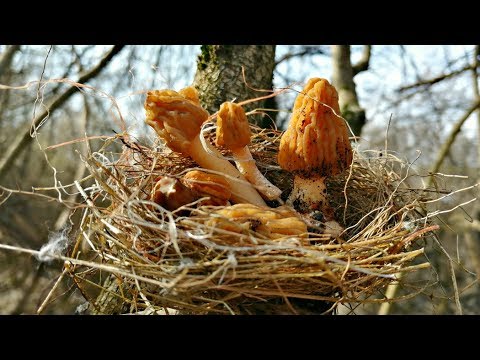 Видео: Сморчковая Шапочка пошла. Тихая охота 2020