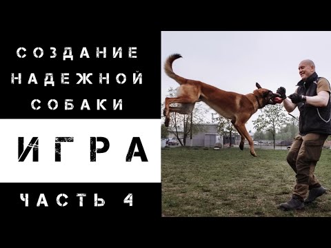 Видео: Игра с собакой. Часть 4.