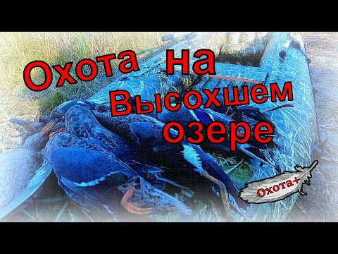 Видео: Охота на высохшем озере, осень 2023 использую чоки джемени 0,76 и 0,38, ружье импала плюс