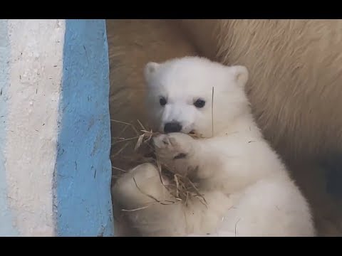 Видео: БЕЛЫЙ МЕДВЕЖОНОК