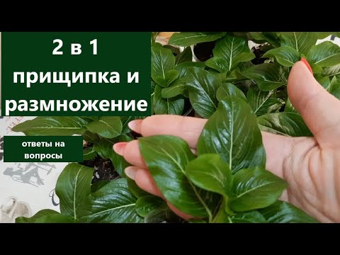 Видео: Прищипка и размножение катарантуса 2 в 1. Отвечу на Ваши вопросы.