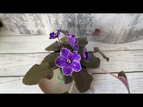 Видео: Обзор цветущих стандартов на 16.03.2025