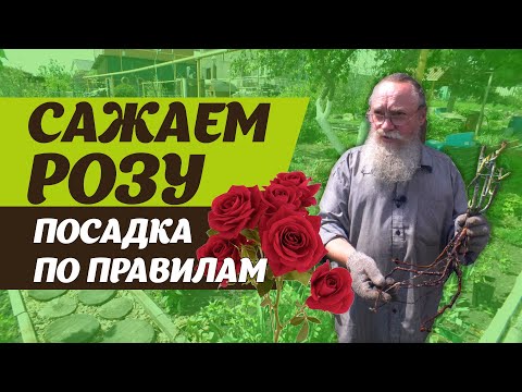 Видео: КАК ПРАВИЛЬНО ПОСАДИТЬ РОЗУ? ПОЛНАЯ ИНСТРУКЦИЯ