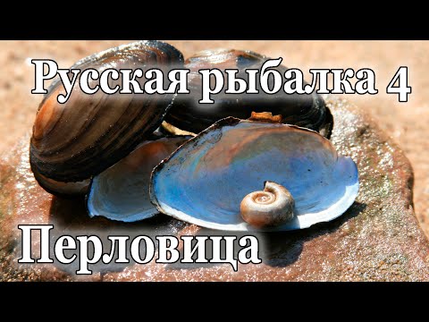 Видео: Русская рыбалка 4 Перловица Вьюнок