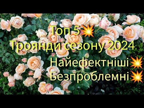 Видео: Троянди най най- фаворити сезону 2024