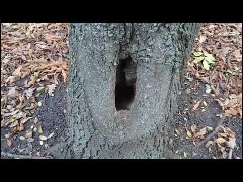 Видео: Осінь у парку