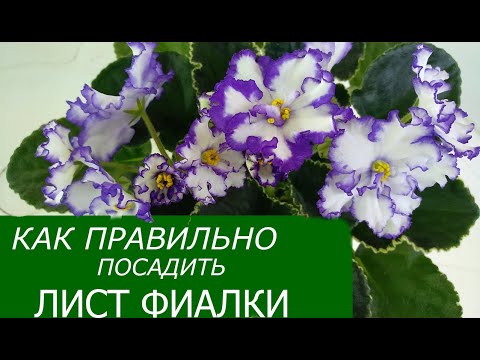 Видео: КАК ПРАВИЛЬНО ПОСАДИТЬ ЛИСТ ФИАЛКИ?