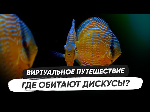 Видео: Виртуальное путешествие в Южную Америку. Топ-5 #биотопных #аквариумов с #дискусами #рыбка