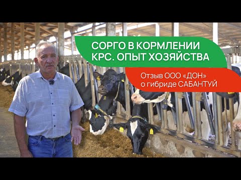 Видео: Сорго в кормлении #КРС. Опыт хозяйства. #сорго