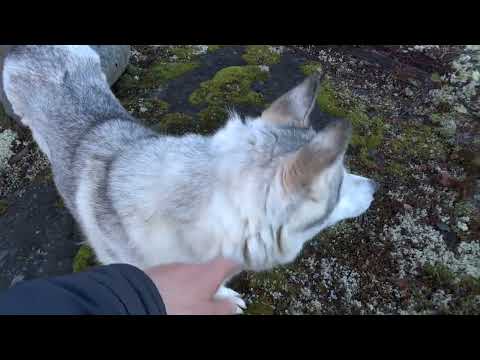 Видео: В лесу Ноябрь