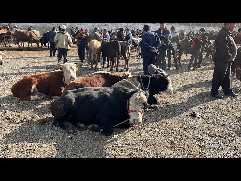 Видео: НООКАТ БУКА БАЗАРЫ / 19 октябр  2025  Жыл