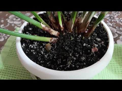 Видео: ФАРАОН И МЕТАЛЛИКА! Два вопроса, два ответа по просьбам трудящихся!😁😁😁