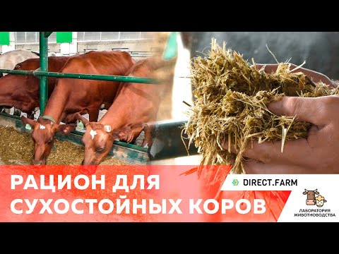 Видео: Особенности кормления сухостойных коров