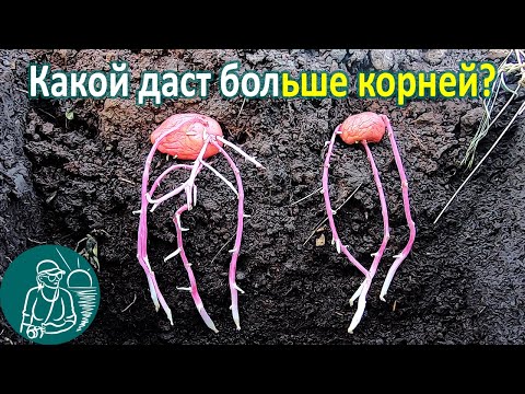 Видео: 🥔 Какие клубни картофеля дают корни до всходов? 🌱 Картофель под землей 🔍 Опыт выращивания Гордеевых