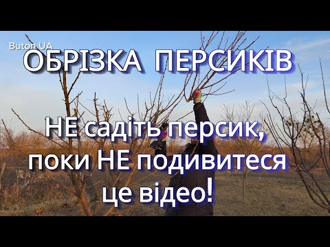 Видео: ОБРІЗКА ПЕРСИКІВ. НЕ садіть персик, поки НЕ подивитеся це відео! 🍑