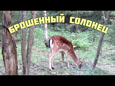 Видео: Брошенный солонец