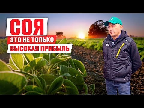 Видео: Технология выращивания сои | Рентабельные культуры | Растениеводство