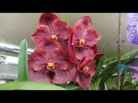 Видео: Волшебное цветение каттлеи на 12 соцветий.