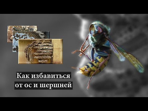 Видео: Как избавиться от ос и шершней