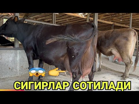 Видео: ДАНЁР БЕКДАН СУТДОР ТИГДОР ШВЕД КОРА ЙЕЛИНДОР СИГИРЛАР СОТИЛАДИ SOTILADIGON SIGORLAR 2 октября 2024